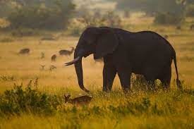 Kabalega Wilderness Lodge en Murchison Falls National Park