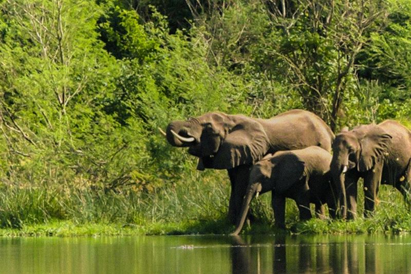 Kabalega Wilderness Lodge en Murchison Falls National Park