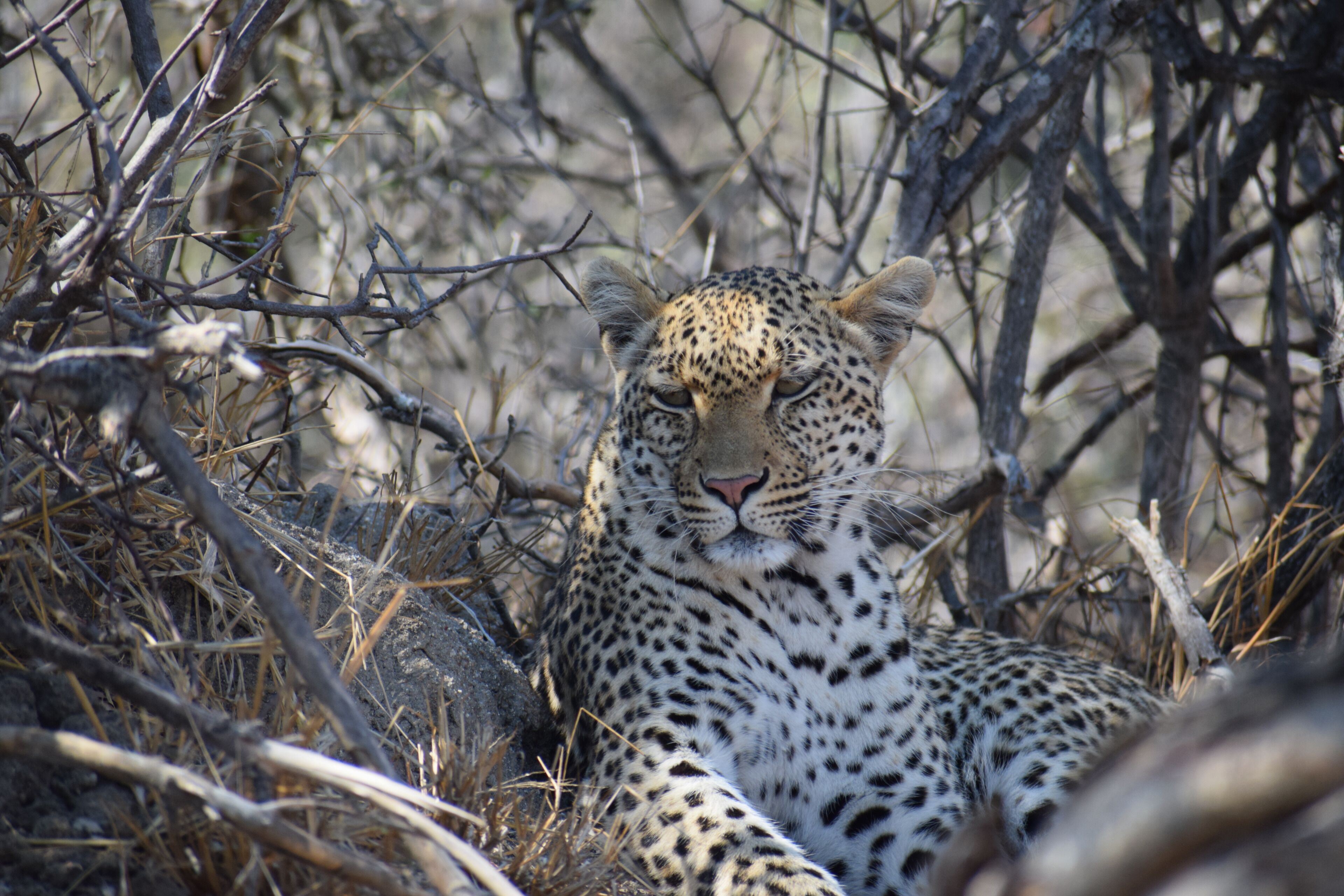 AM Lodge en Kruger National Park