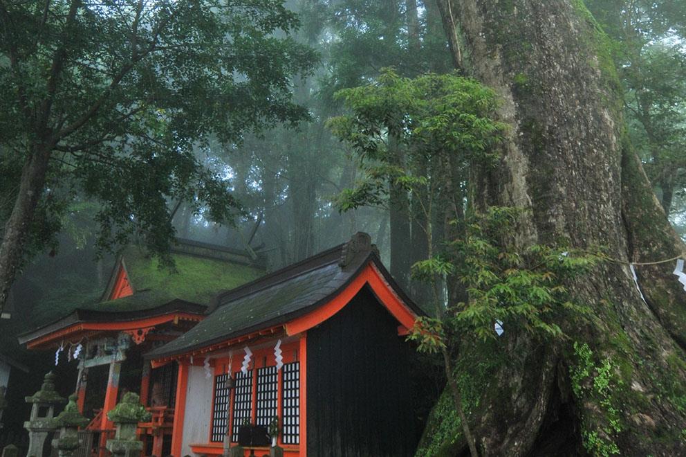 Kumano Kodo | LAT.40