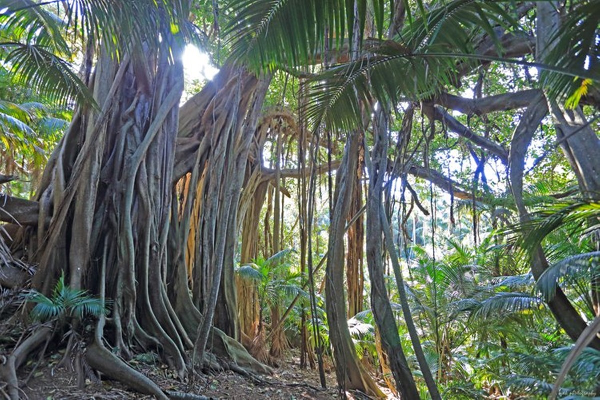 Beachcomber Lodge en Lord Howe