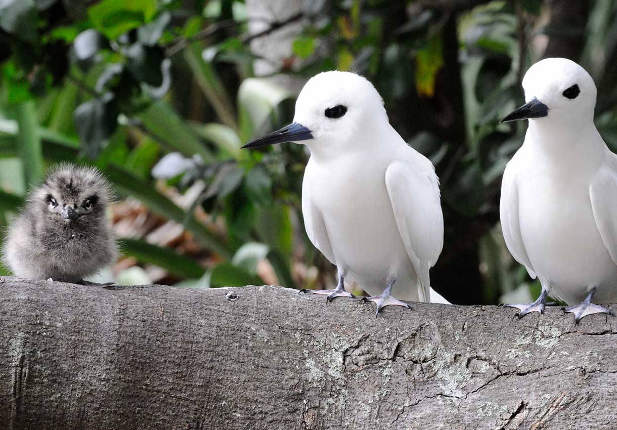 Capella Lodge en Lord Howe