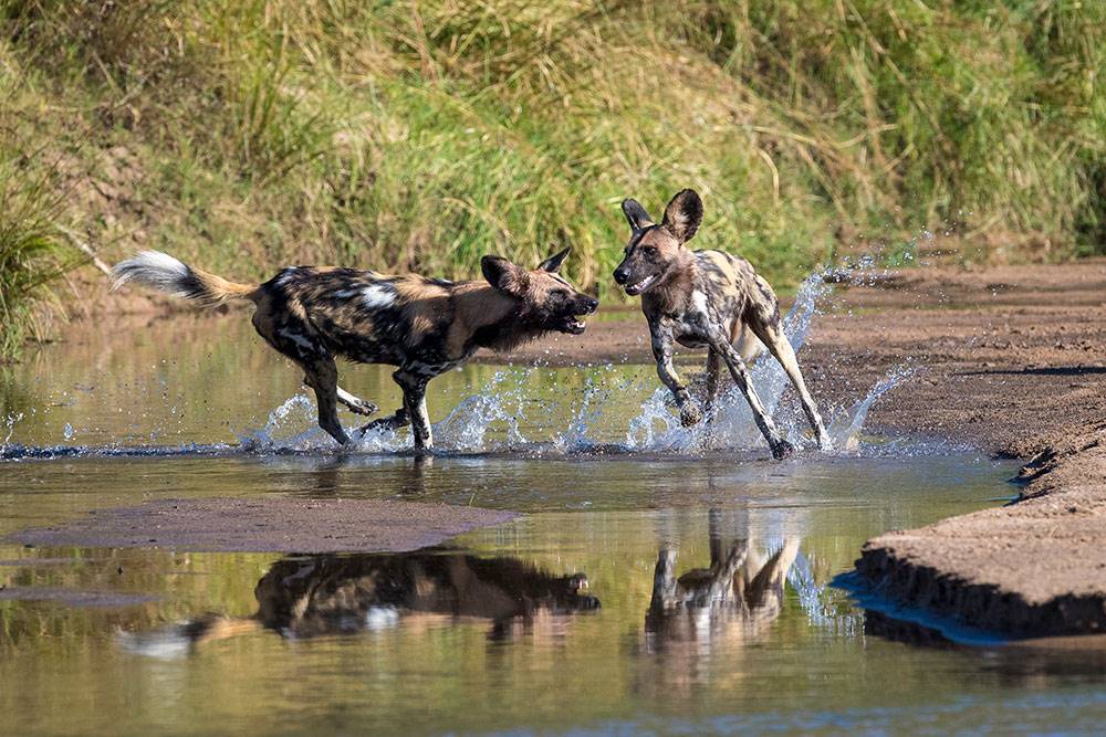 Zungulila Bushcamp en Luangwa Valley