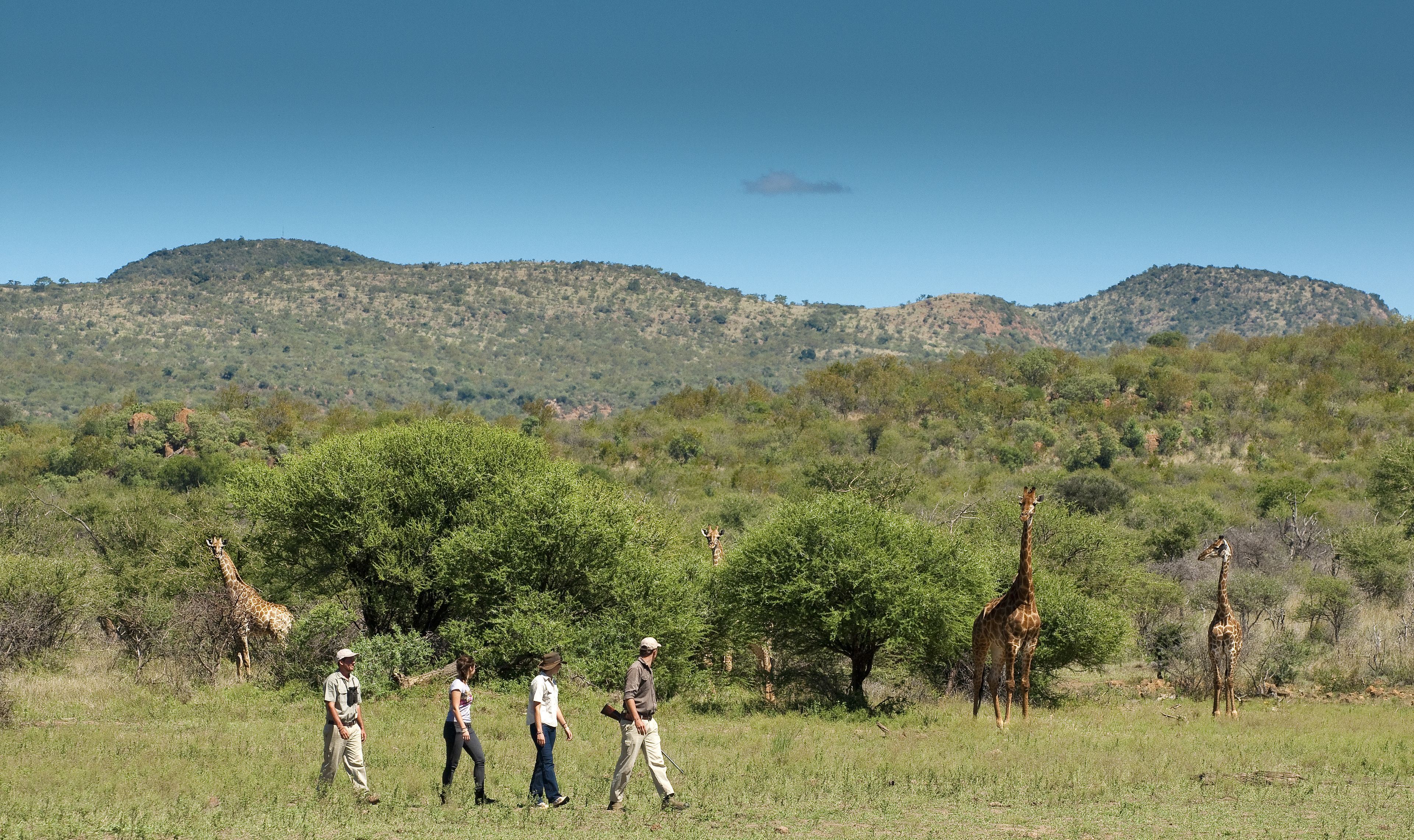 Madikwe Kopano Lodge en Madikwe Game Reserve