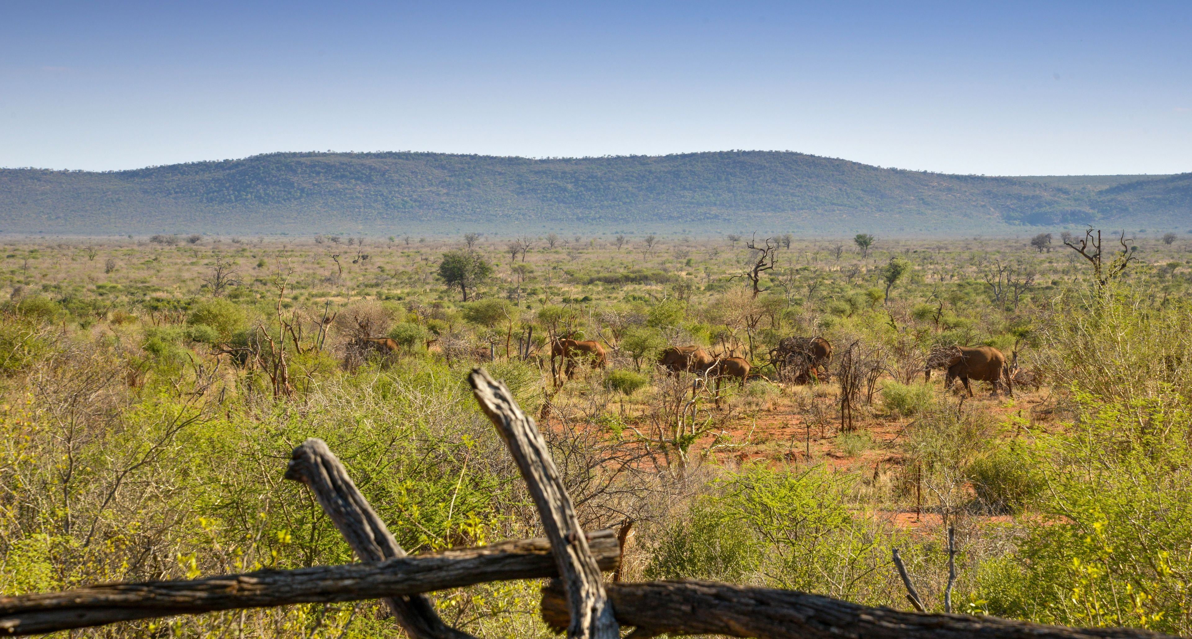 Madikwe Kopano Lodge en Madikwe Game Reserve