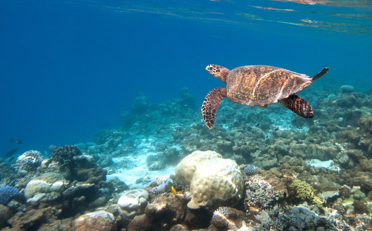 Coco Bodu Hithi en North Male Atoll