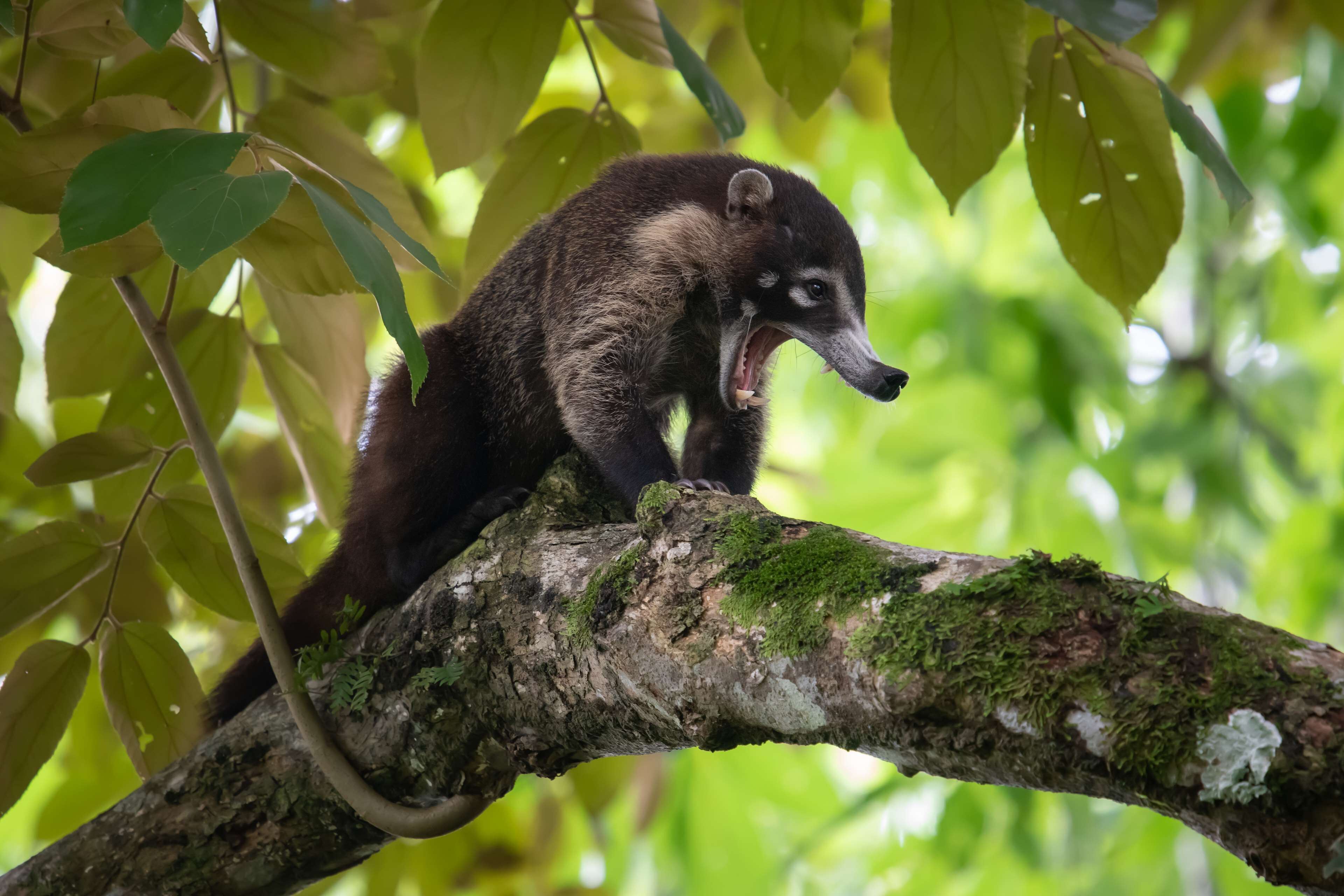 Botanika Osa Peninsula, Curio Collection by Hilton en Parque Nacional Corcovado