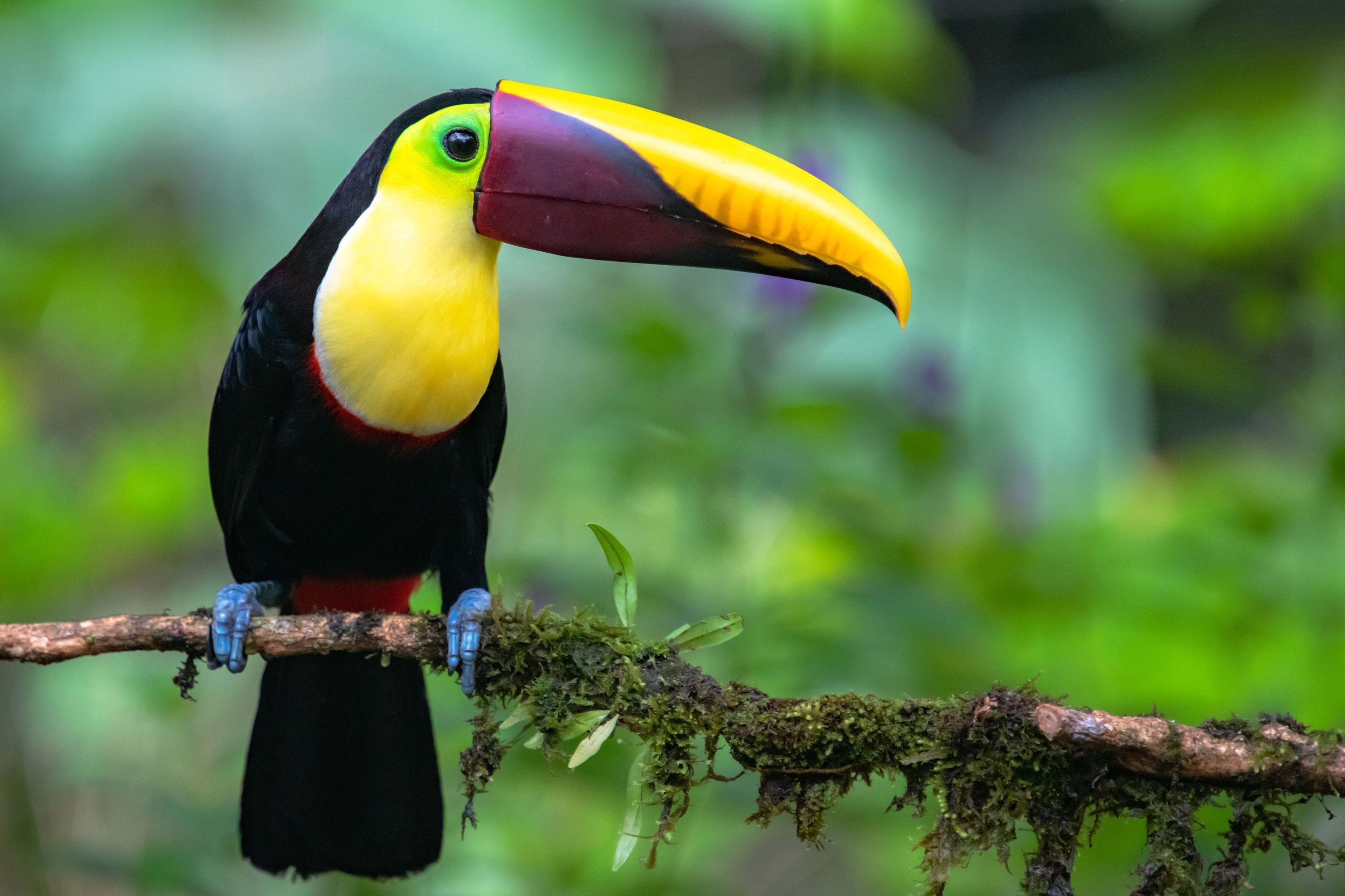 Botanika Osa Peninsula, Curio Collection by Hilton en Parque Nacional Corcovado