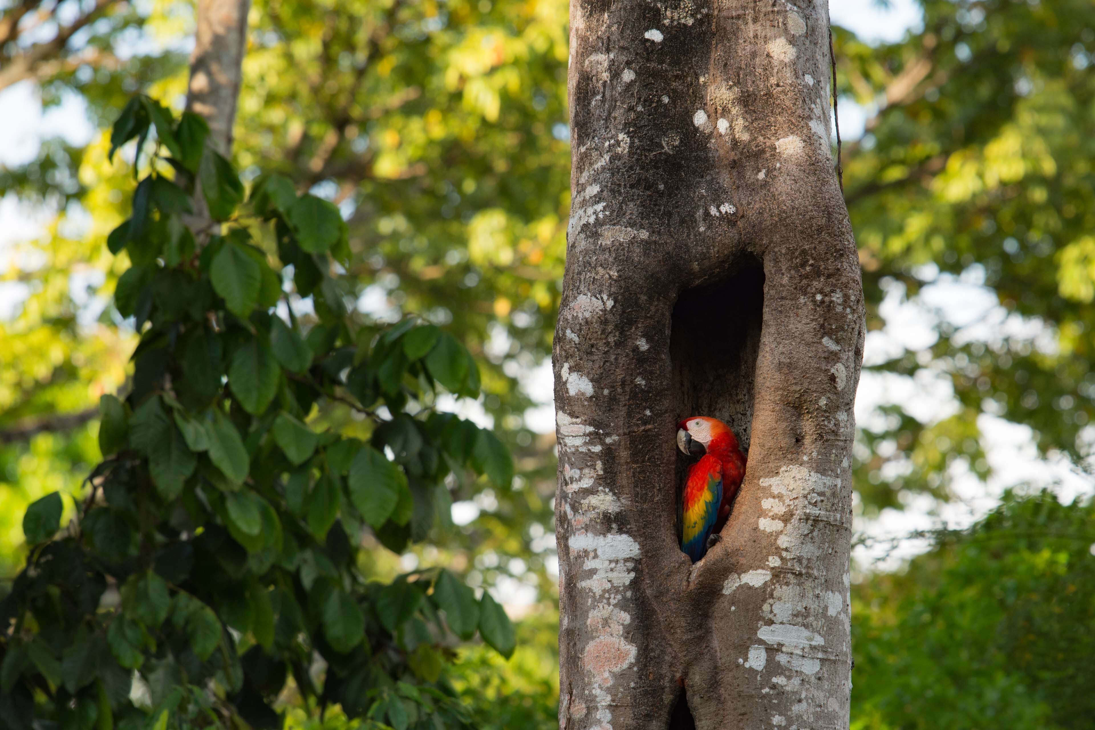 Botanika Osa Peninsula, Curio Collection by Hilton en Parque Nacional Corcovado