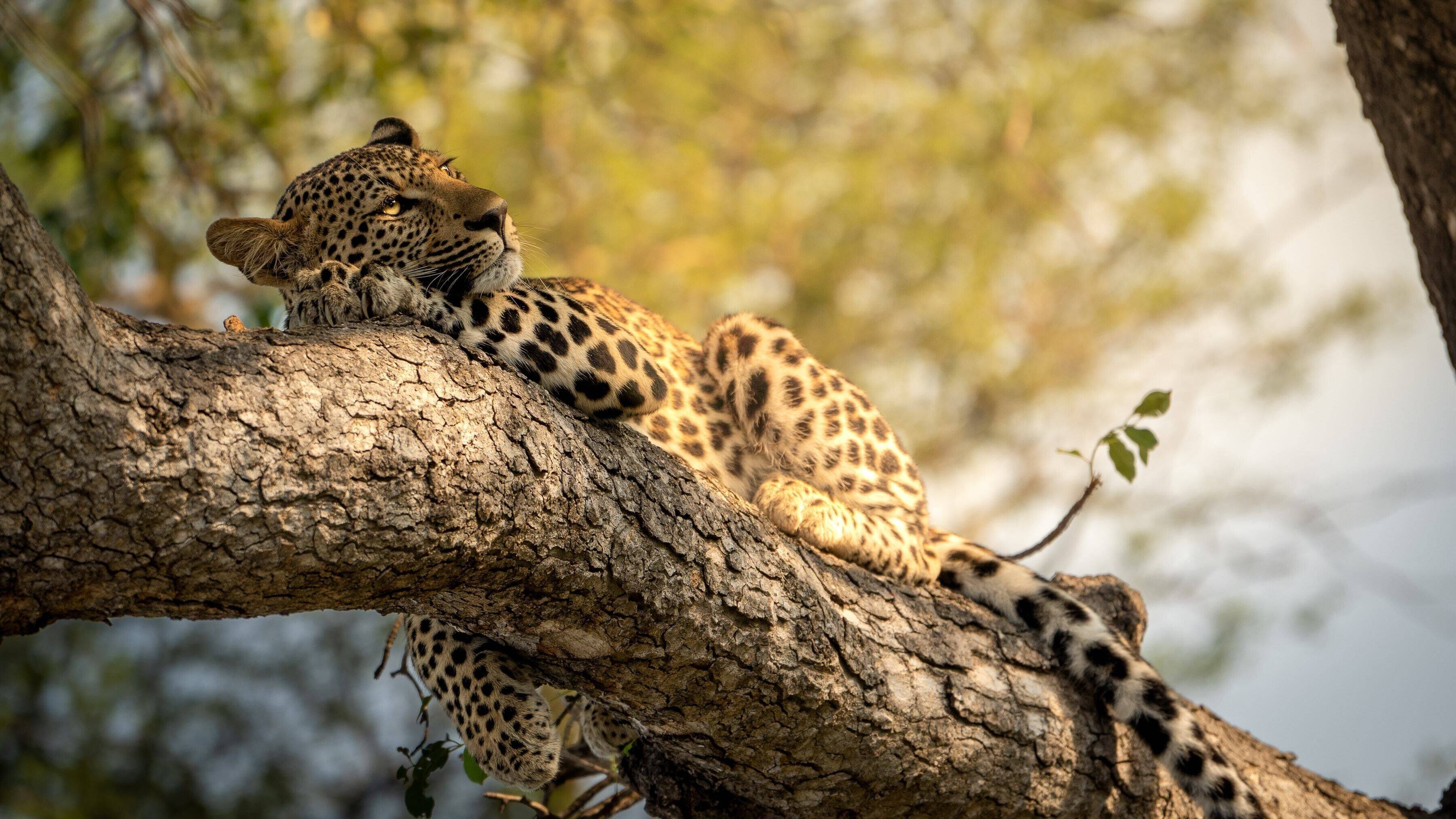 Reserva Natural Thornybush