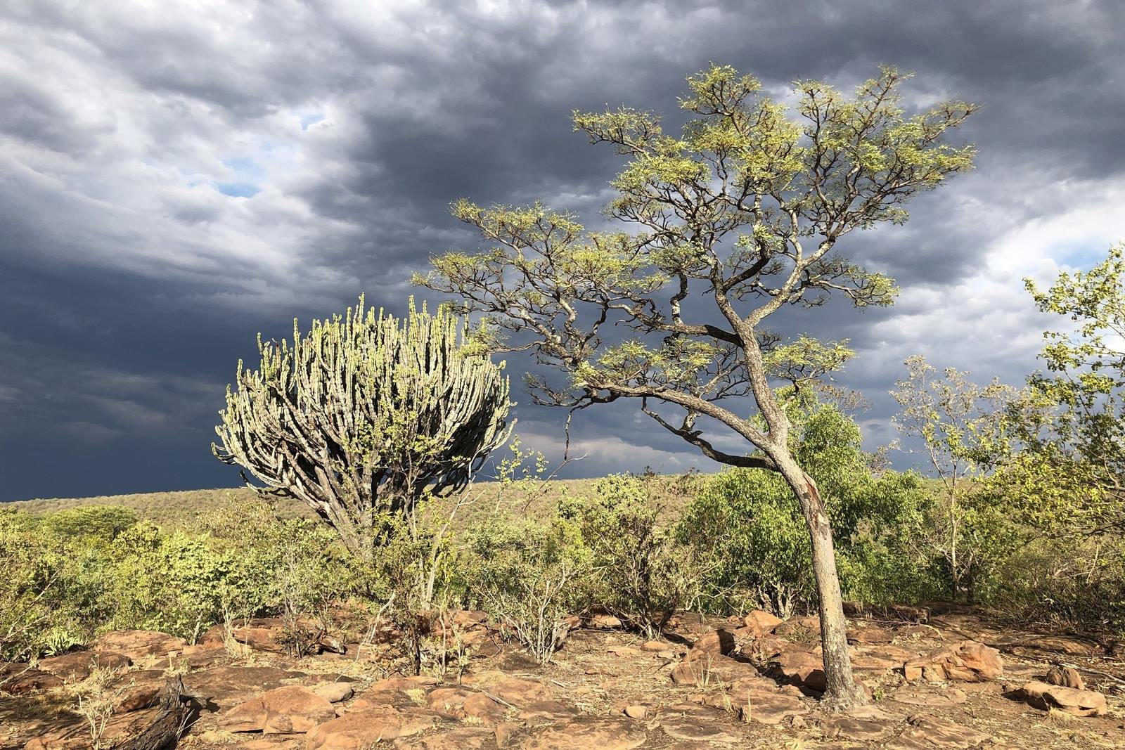 Nedile Lodge en The Waterberg