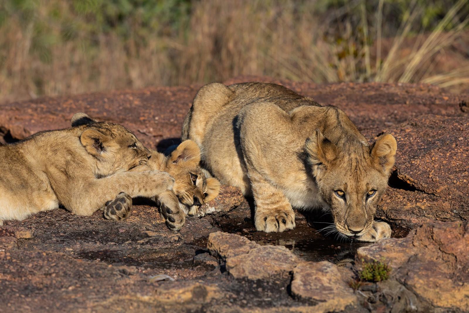 Nedile Lodge en The Waterberg