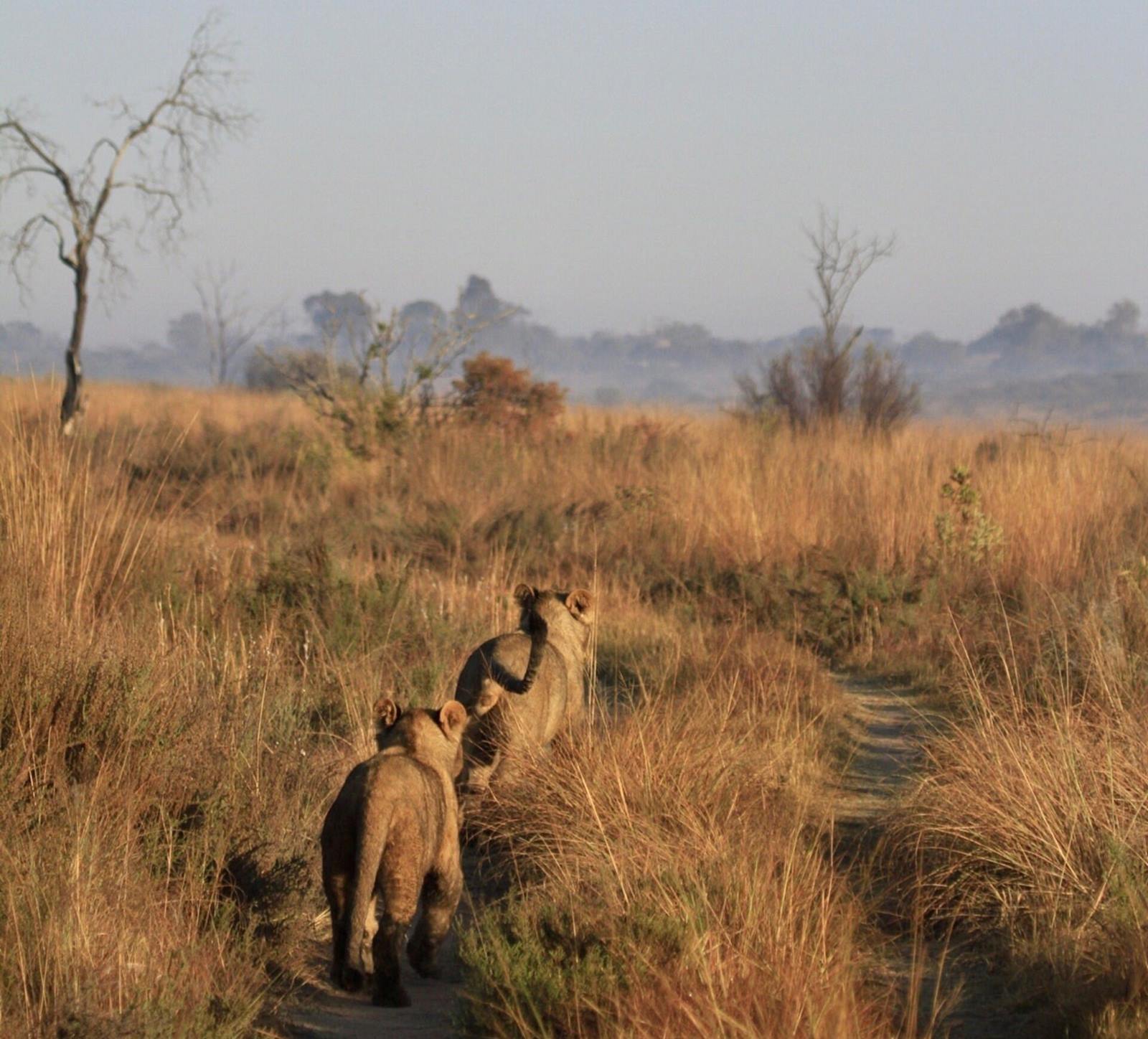 Nedile Lodge en The Waterberg