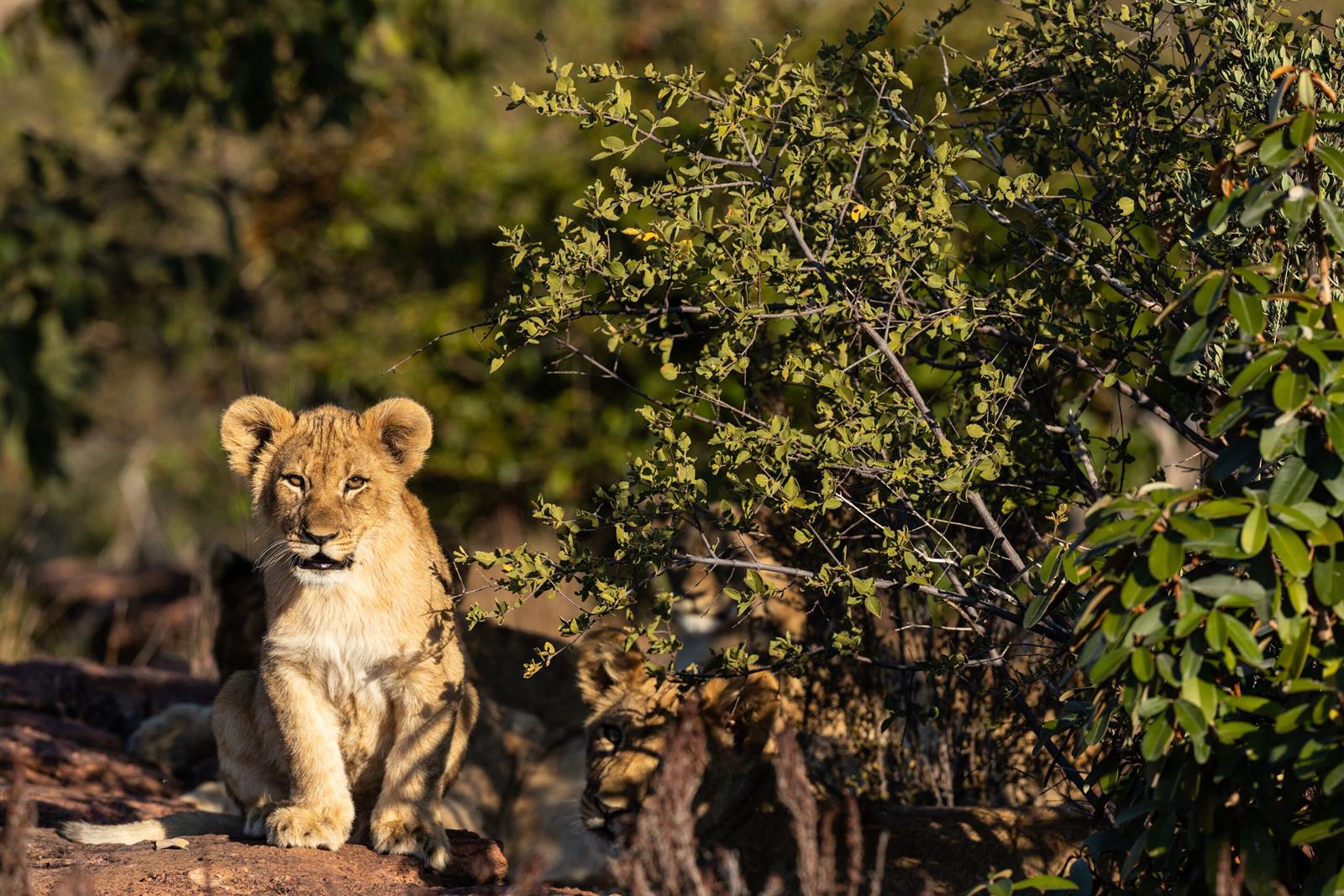 Nedile Lodge en The Waterberg
