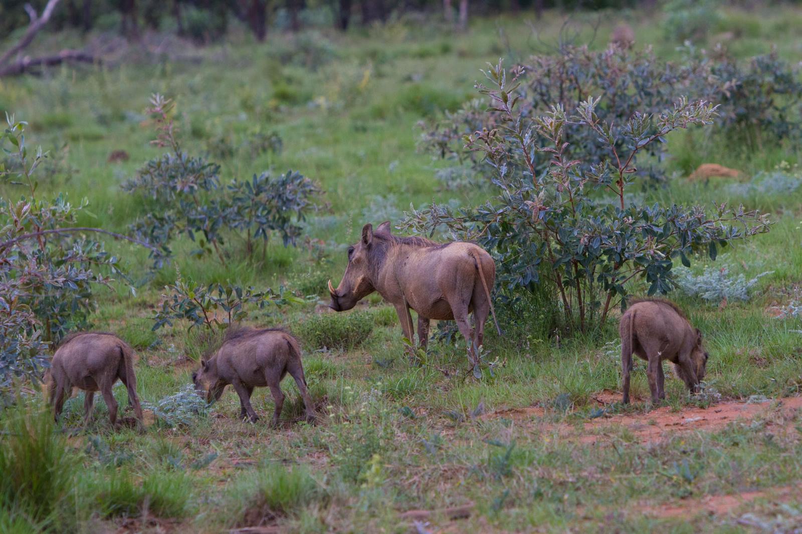 Nedile Lodge en The Waterberg