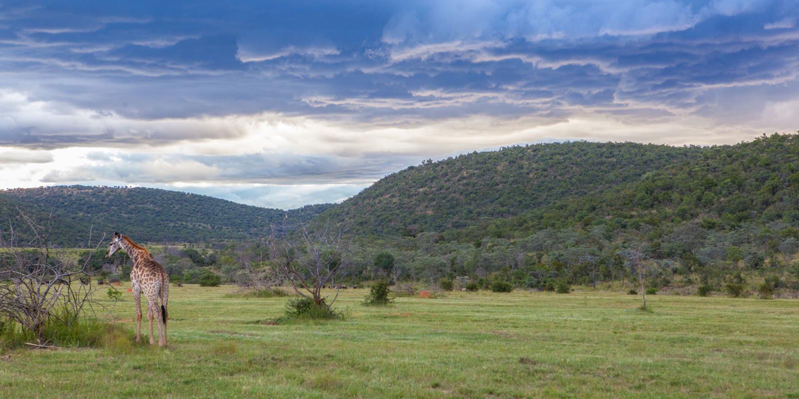 Nedile Lodge en The Waterberg
