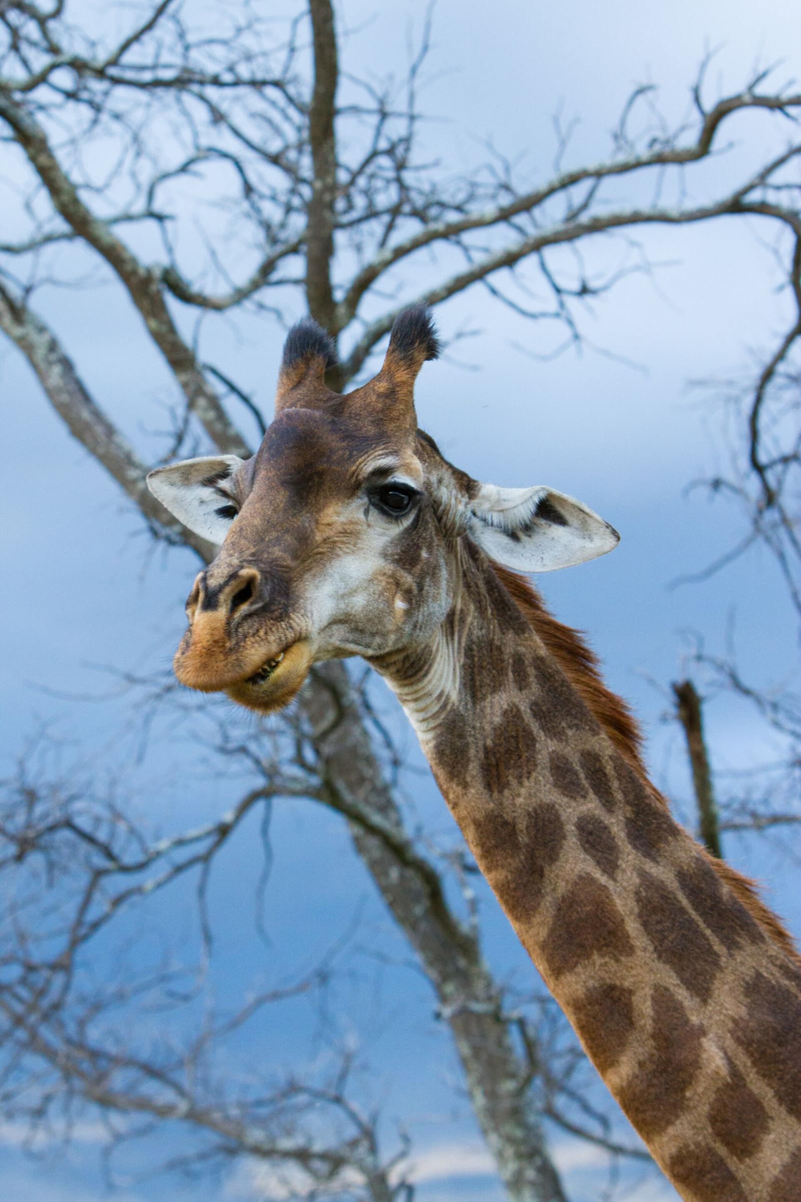 Nedile Lodge en The Waterberg