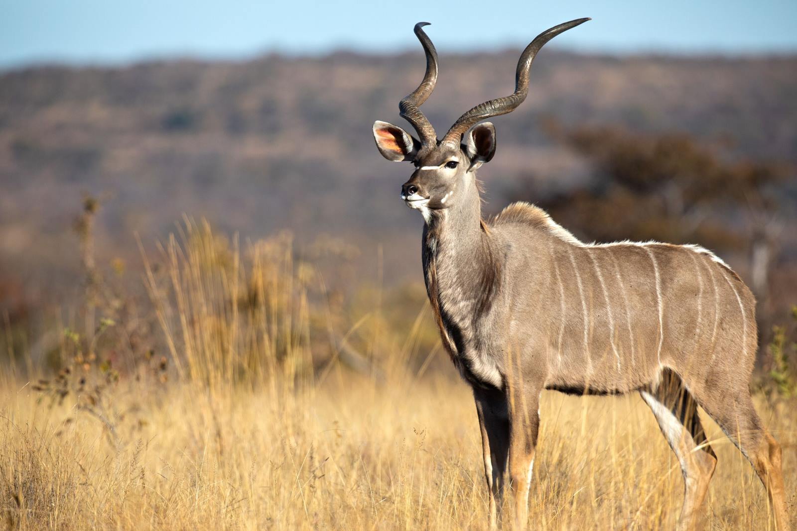 Nedile Lodge en The Waterberg