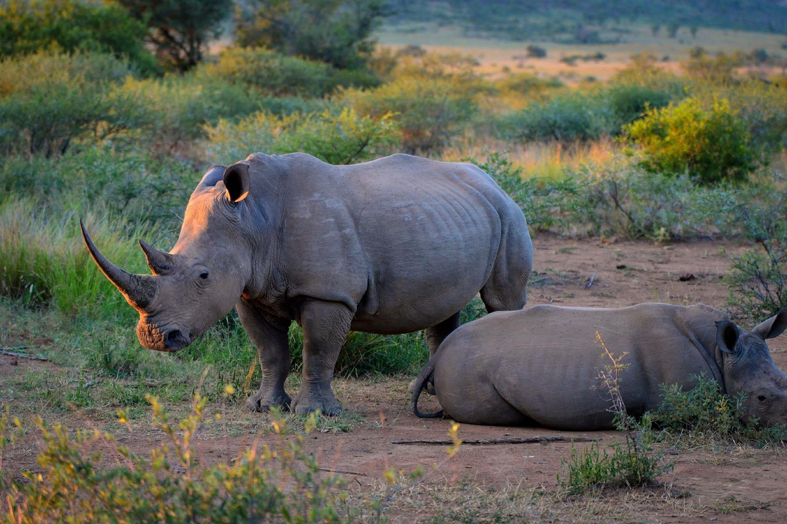 Lush Private Game Lodge en South Africa