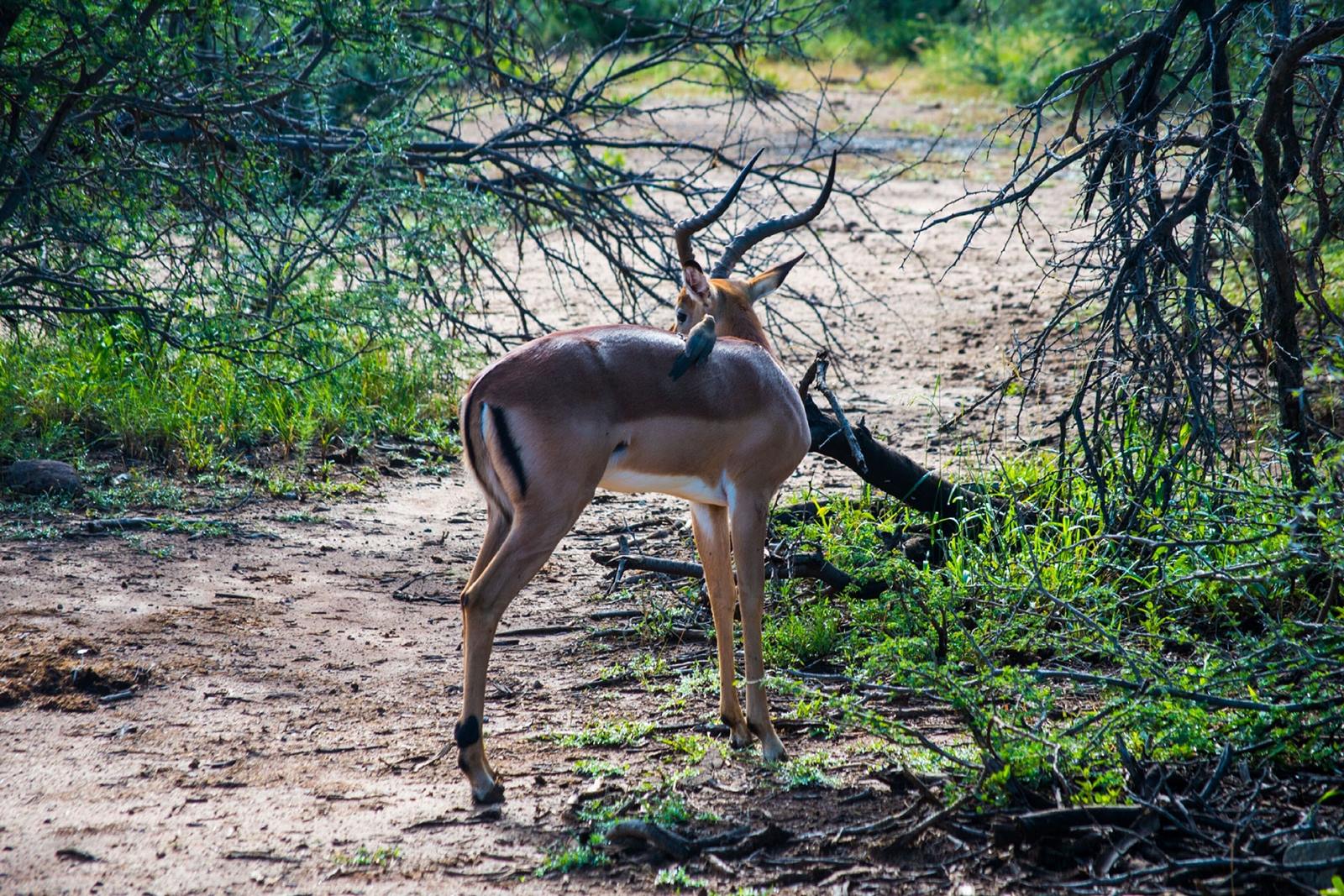 Lush Private Game Lodge en South Africa