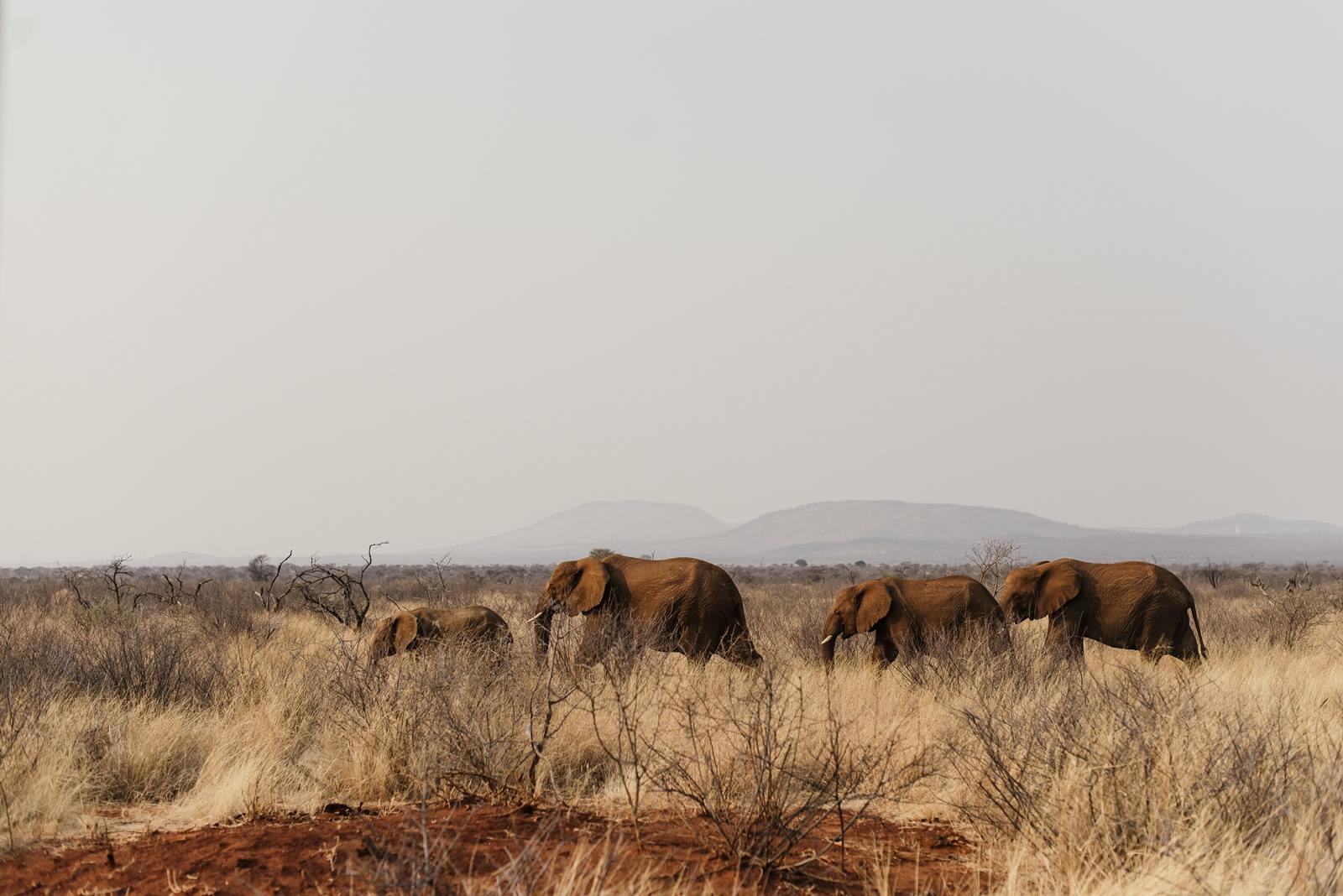 Lush Private Game Lodge en South Africa