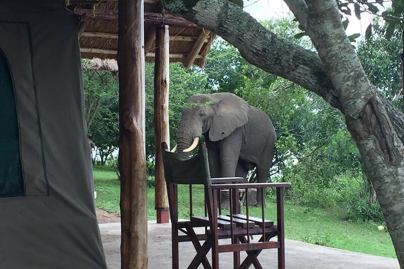 Queen Elizabeth Bush Lodge  en Queen Elizabeth National Park