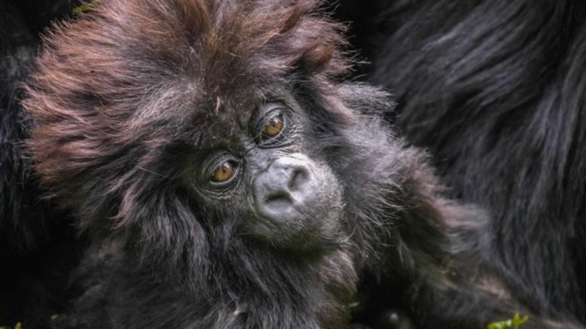 Sabyinyo Silverback Lodge  en Rwanda