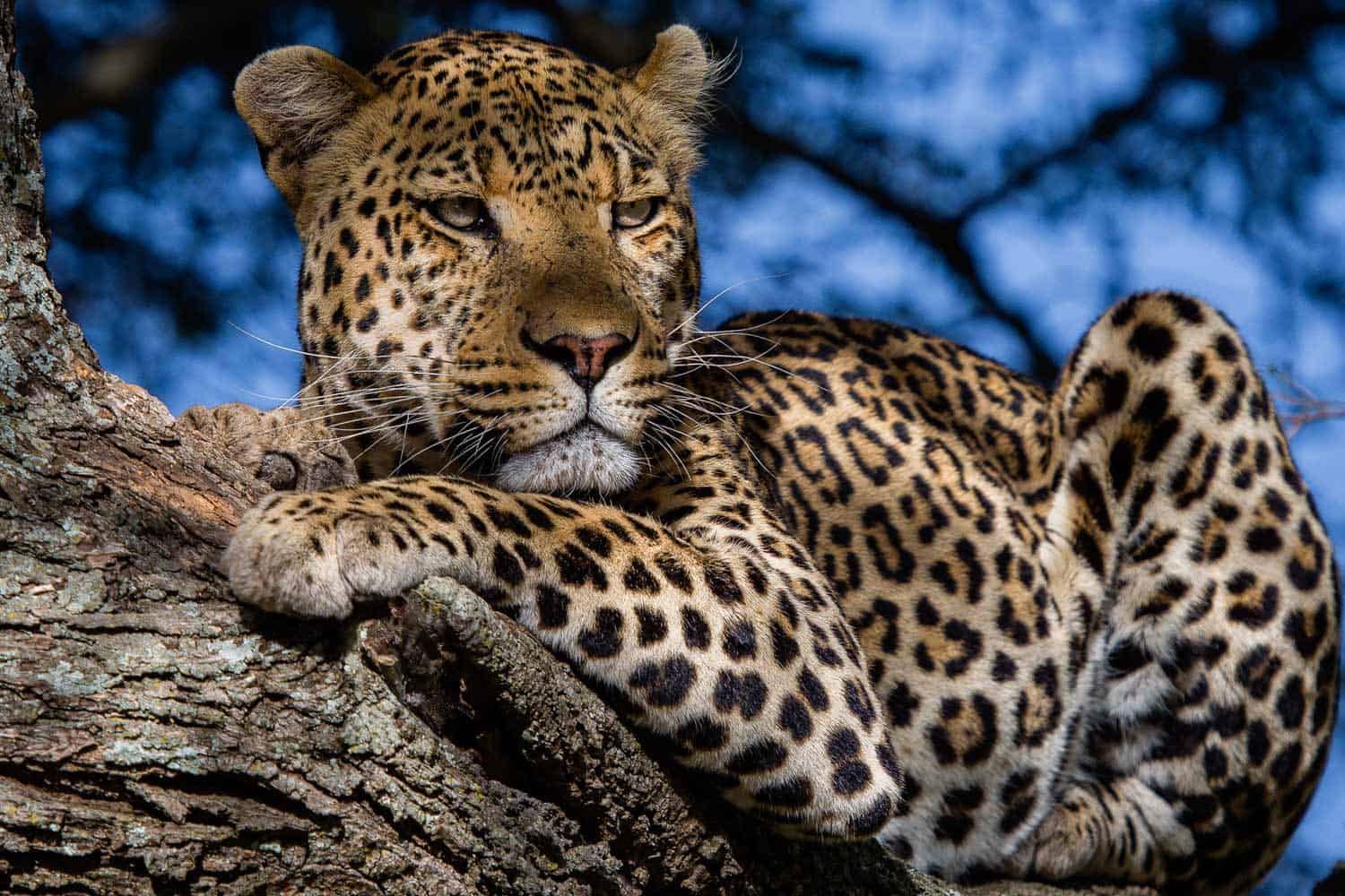 Olmara Camp en Serengeti