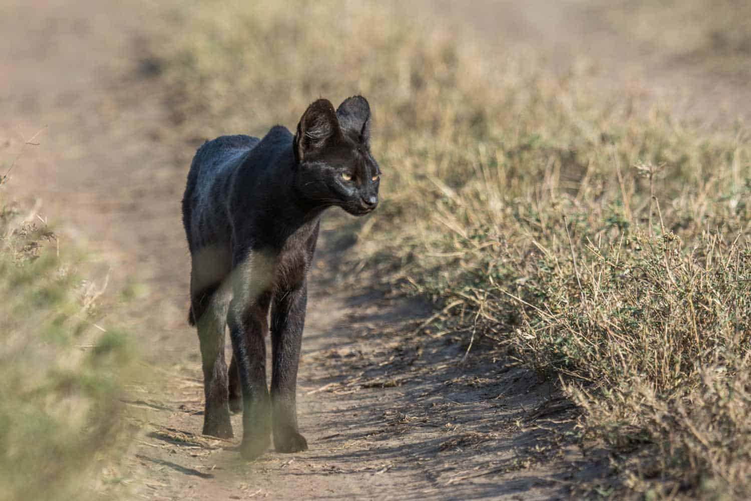 Olmara Camp en Serengeti