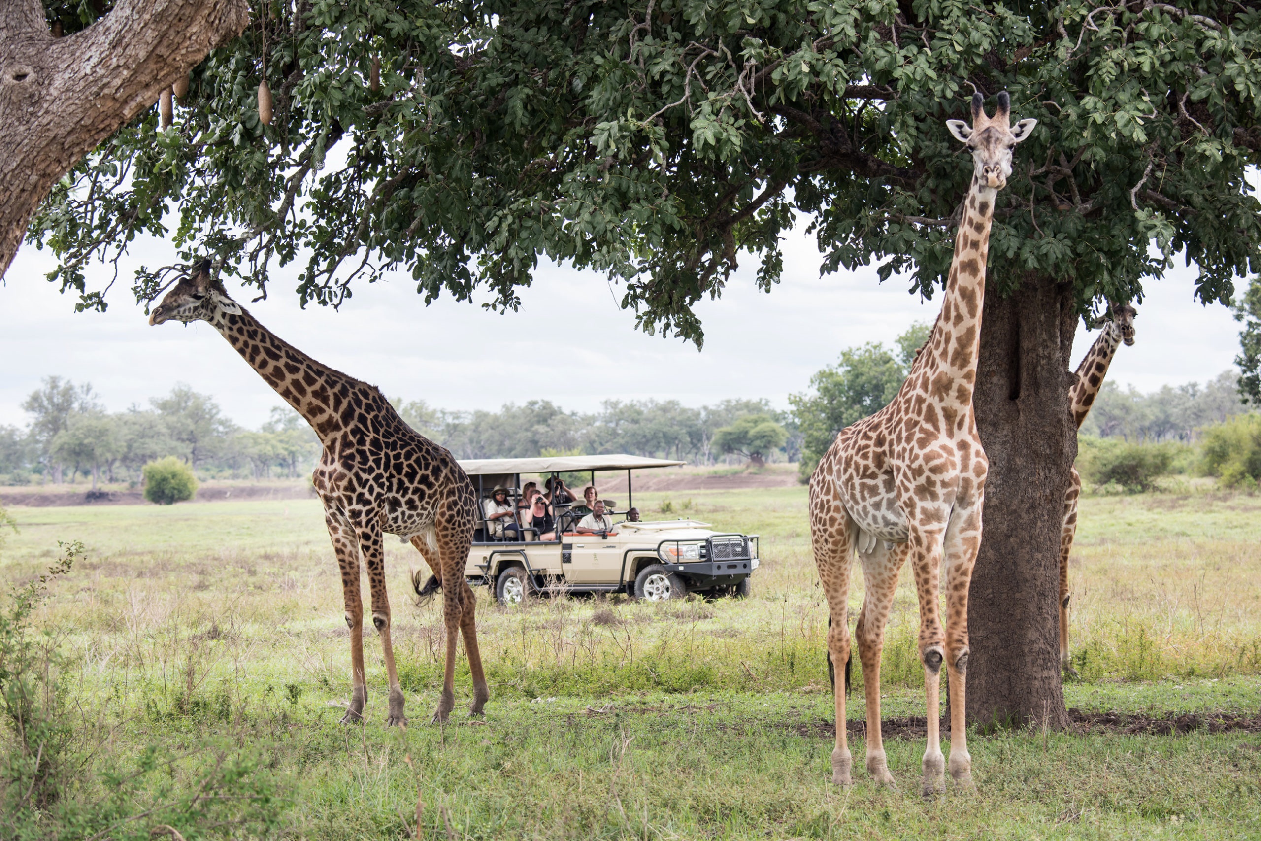 Luangwa Valley