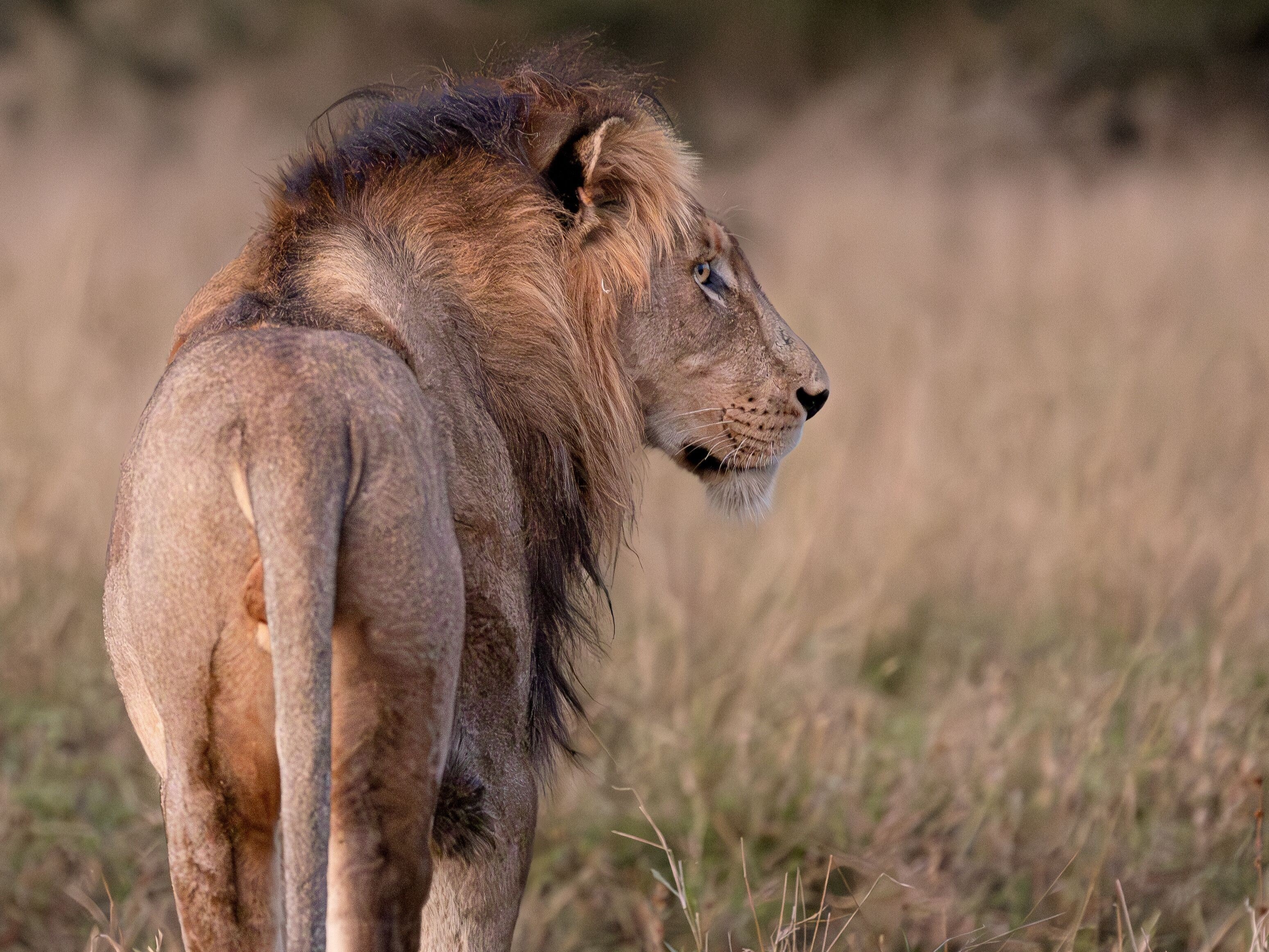 Exclusivo safari en Sudafrica y Mauricio diseñado por LAT.40