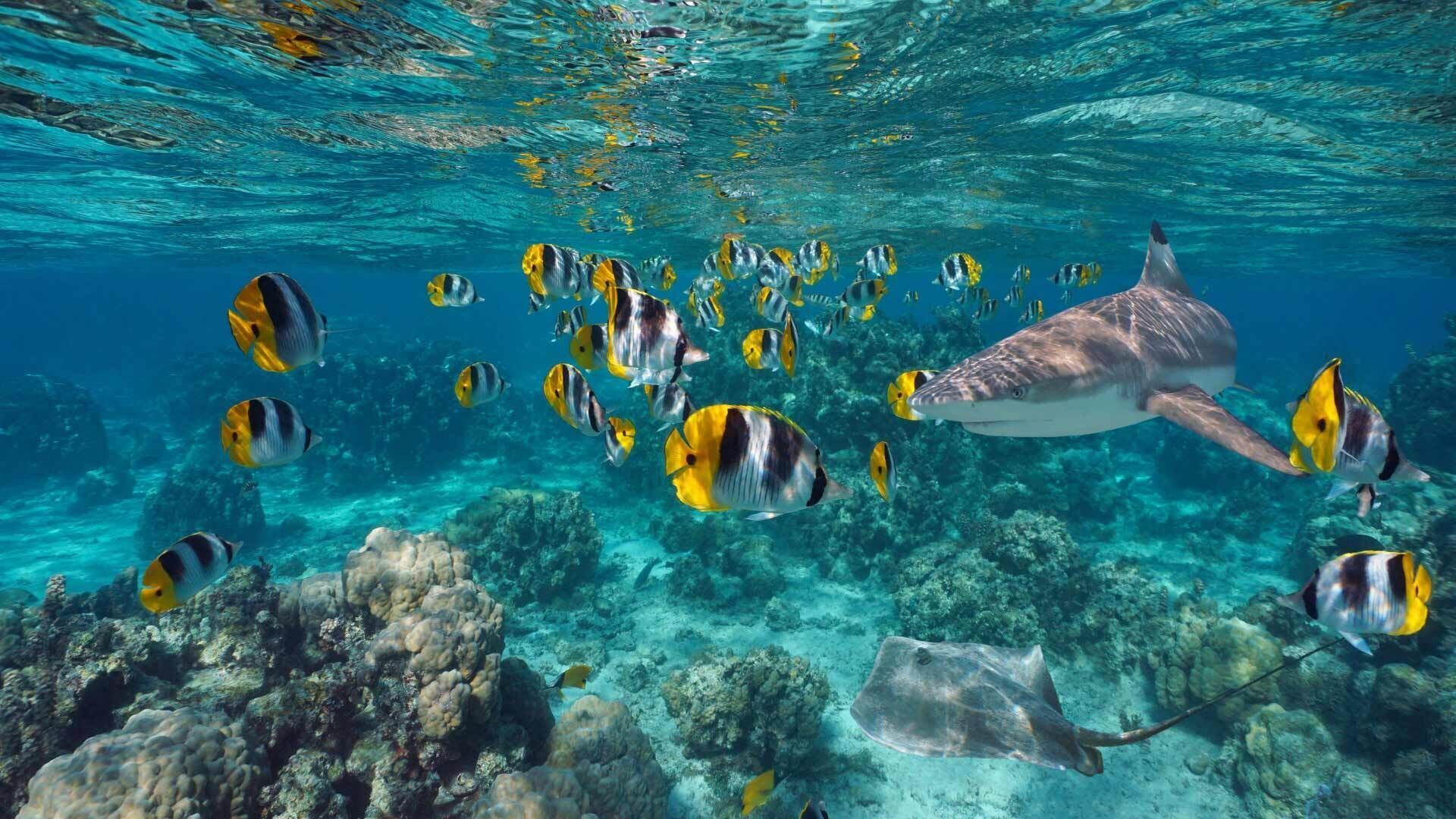 Eden Private Island (Ex La Pirogue Api) en Tahaa
