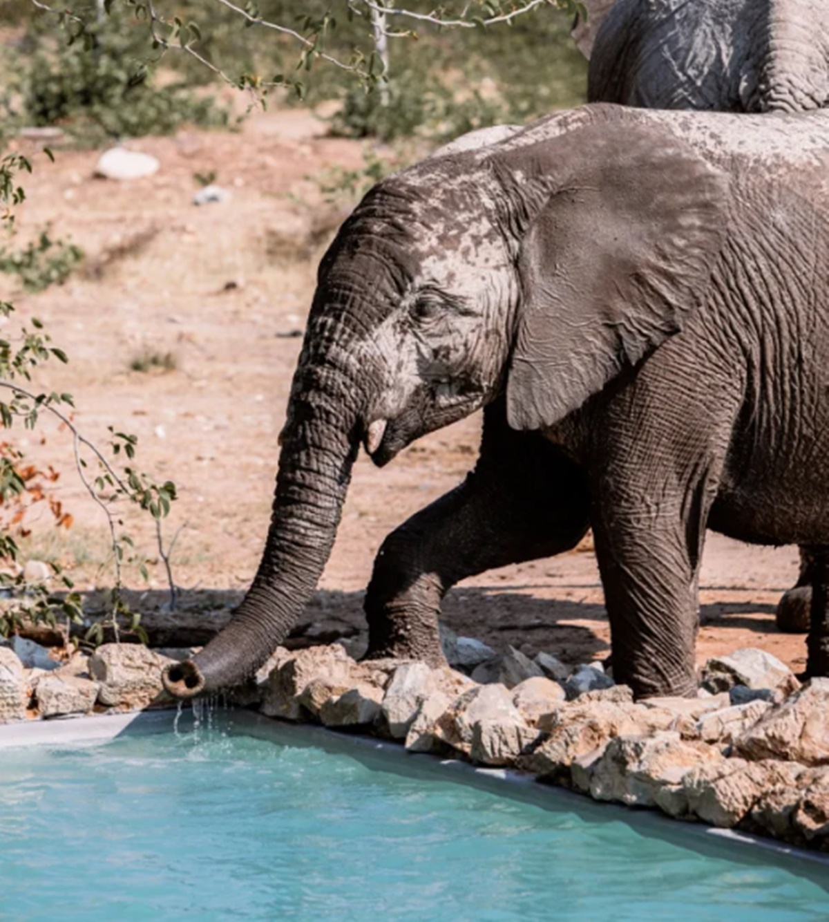 Little Ongava  en Etosha Parque Nacional 