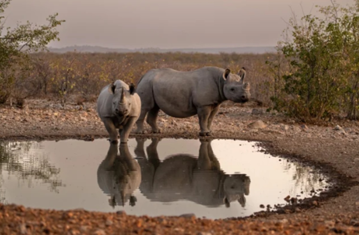 Little Ongava  en Etosha Parque Nacional 