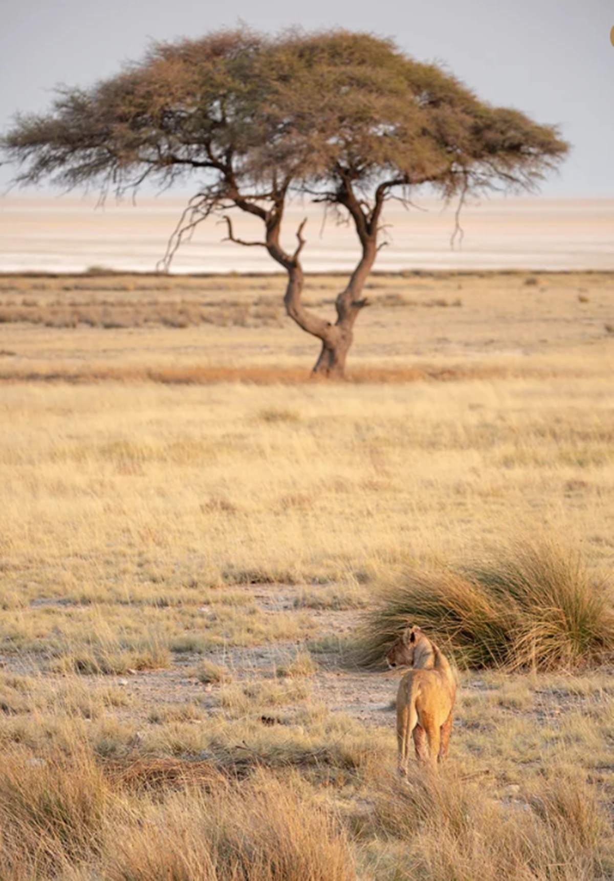 Little Ongava  en Etosha Parque Nacional 