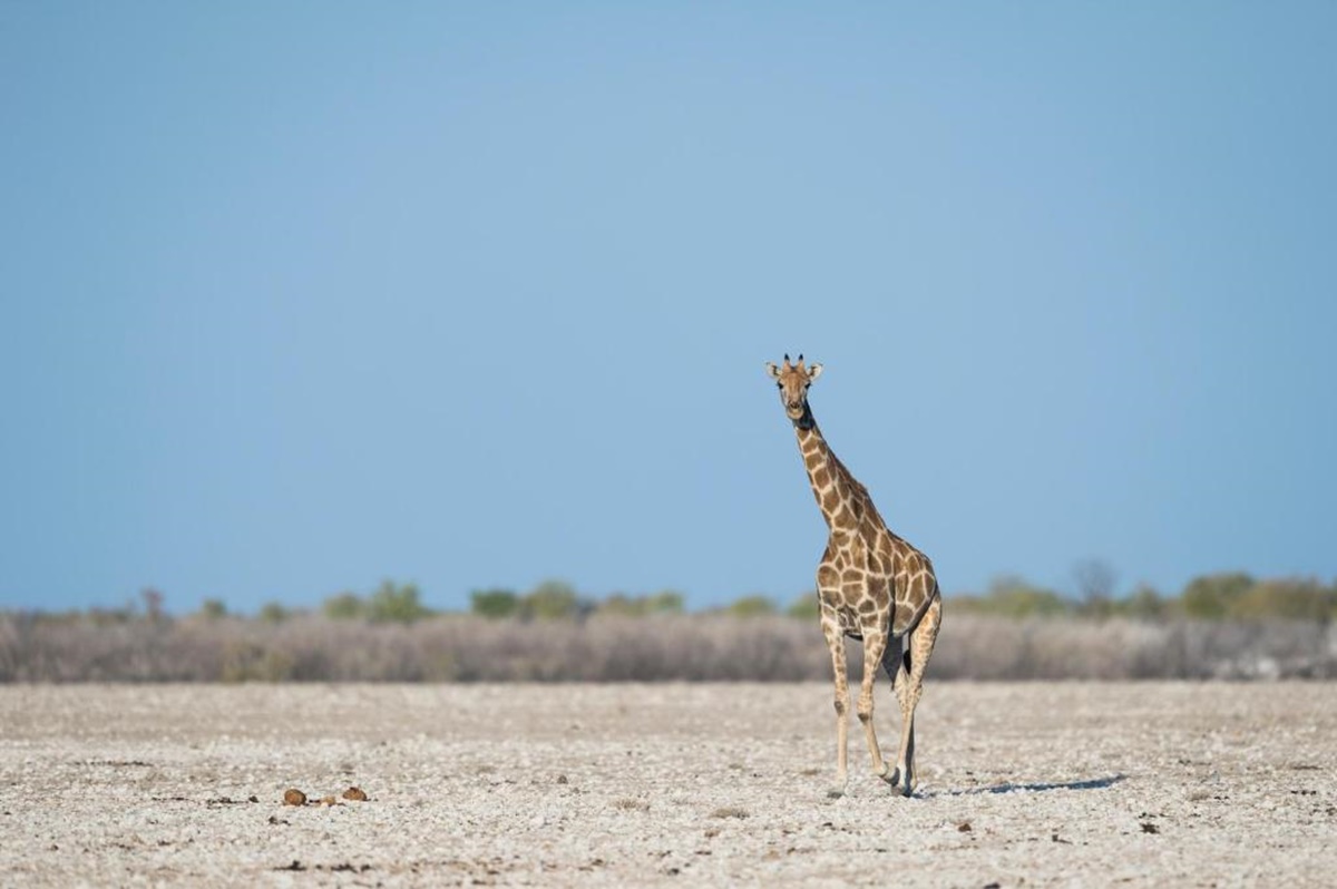 Little Ongava  en Etosha Parque Nacional 