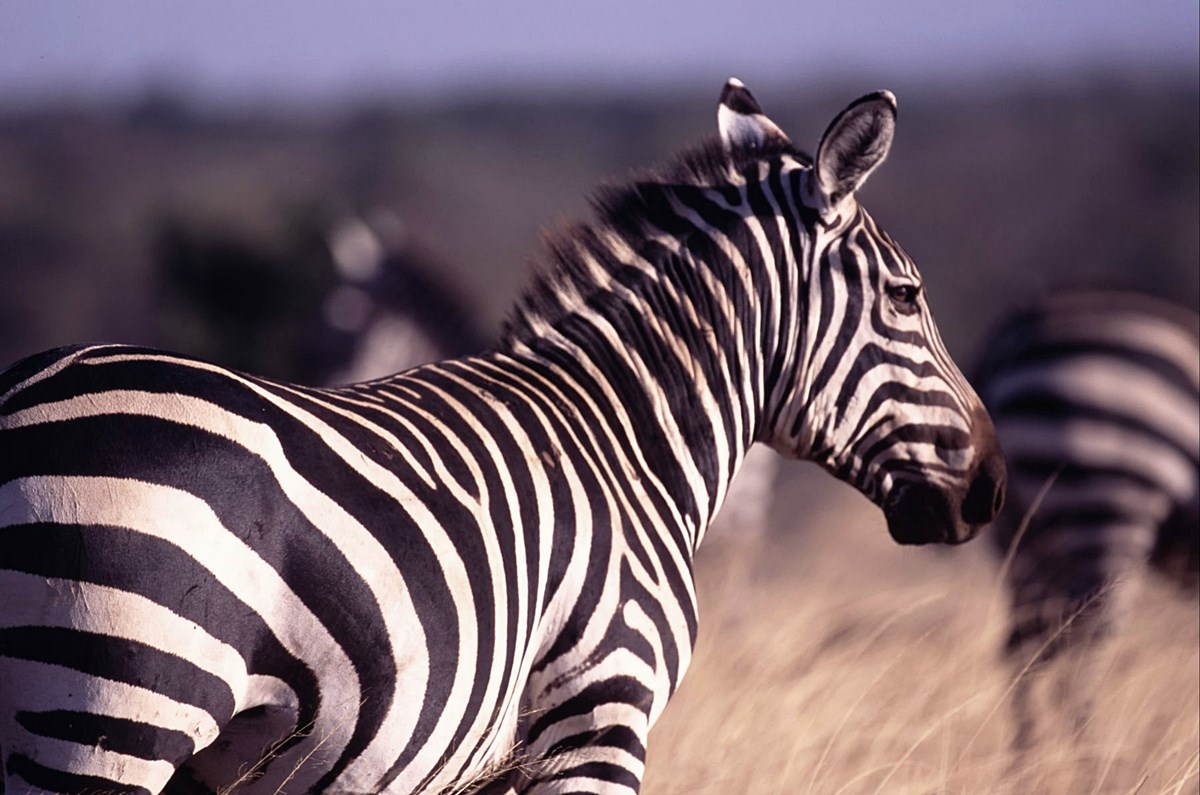 Campi Ya Kanzi en Amboseli