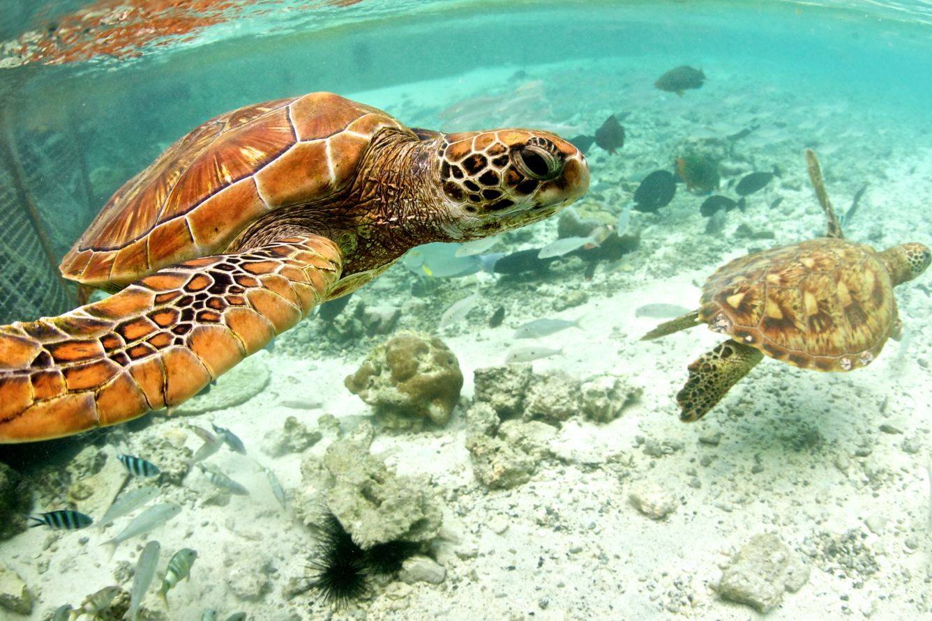 The Westin Bora Bora Resort & Spa en Bora Bora