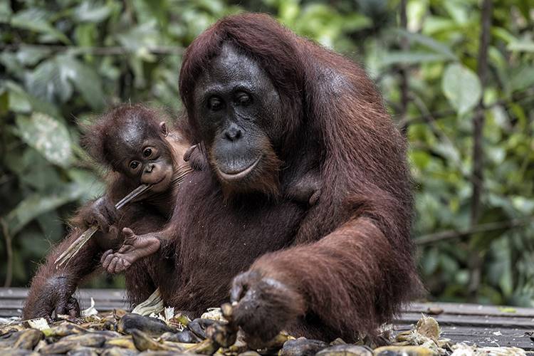 Borneo