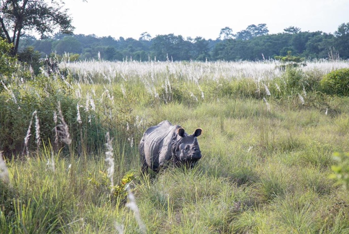 Kasara Chitwan en Chitwan National Park