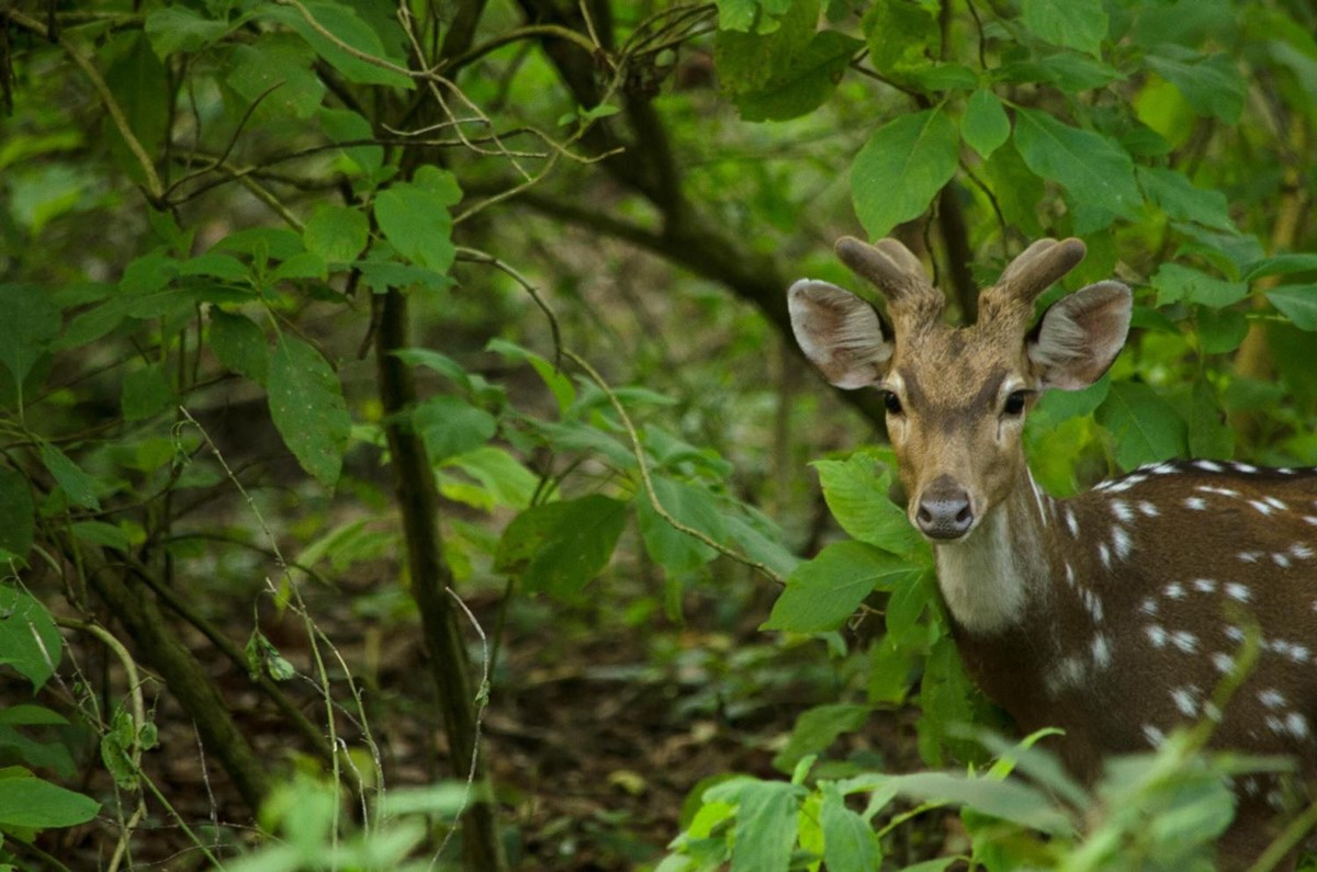 Kasara Chitwan en Chitwan National Park
