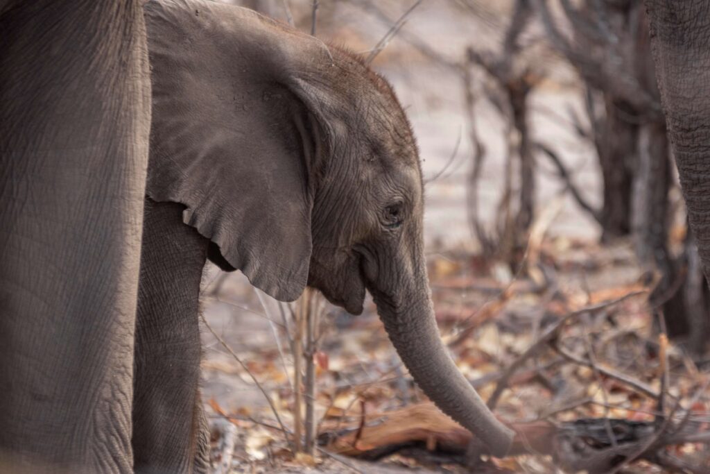 Linyanti Bush Camp & Ebony en Chobe