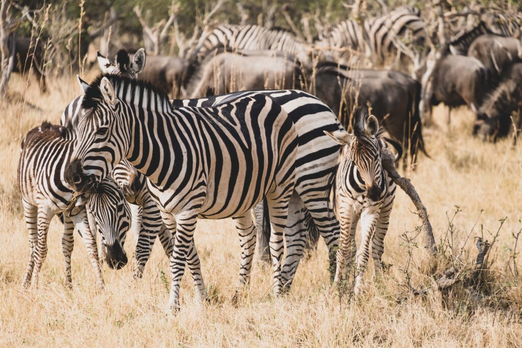 Linyanti Bush Camp & Ebony en Chobe
