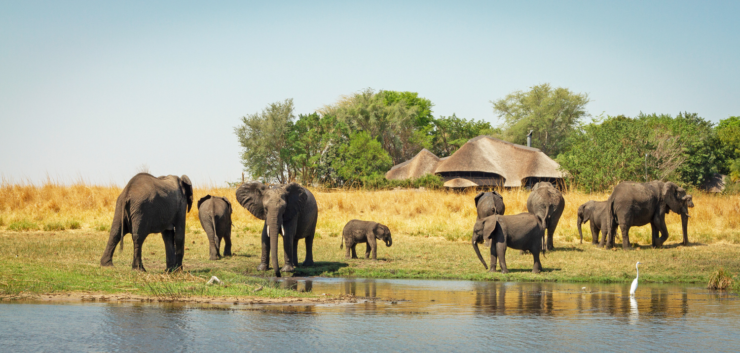 Chobe Savanna Lodge en su destino
