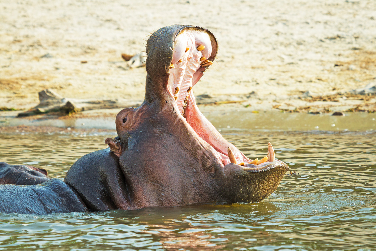 Chobe Savanna Lodge en Chobe