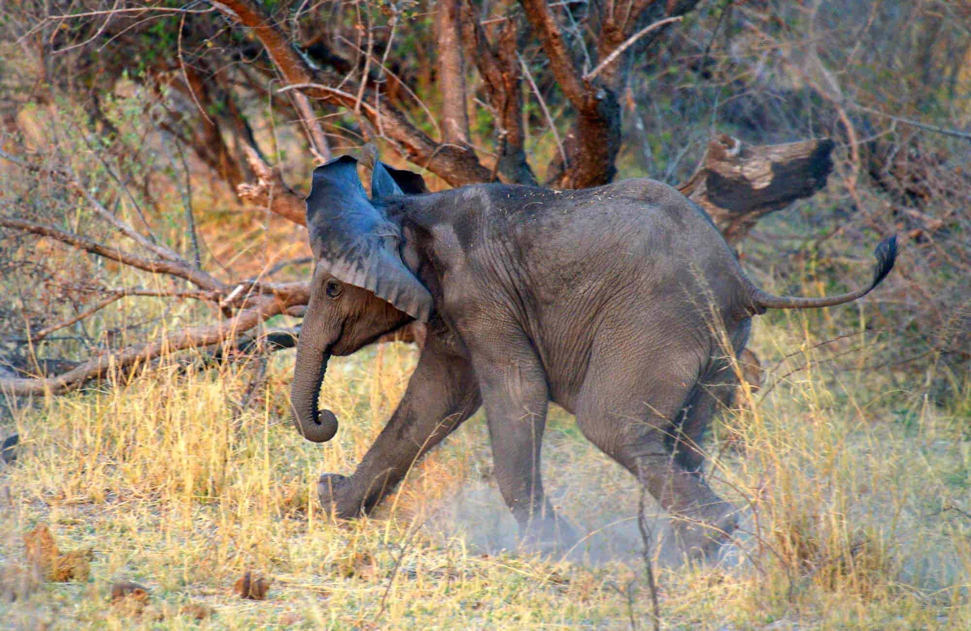 NO - Ethosa Safari Lodge en Etosha Parque Nacional 