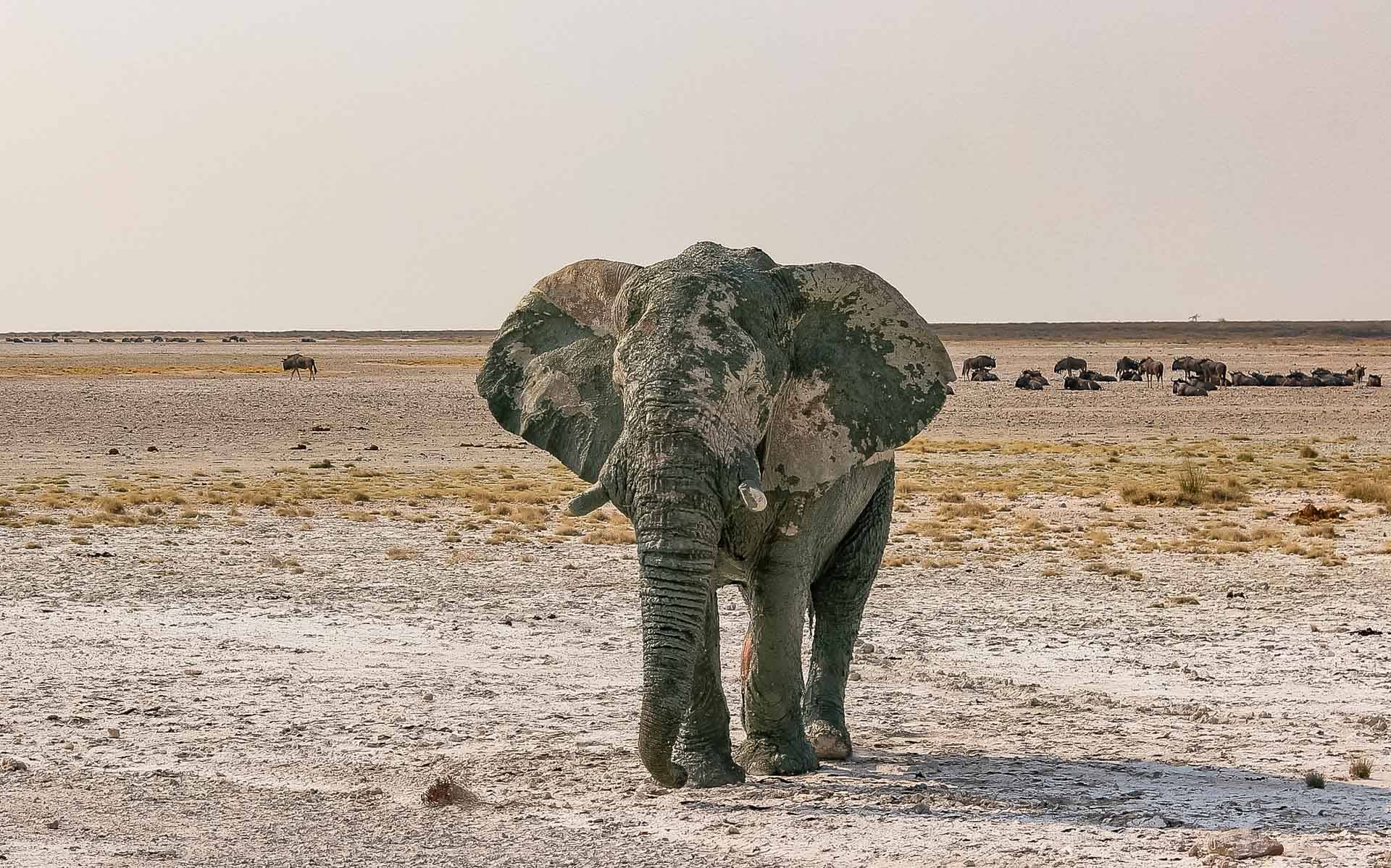 Etosha Oberland Lodge en Etosha Parque Nacional 