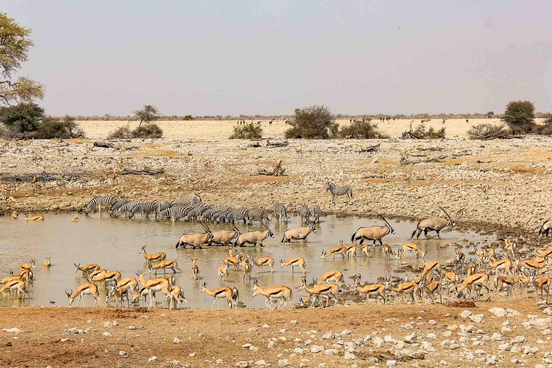 Etosha Oberland Lodge en Etosha Parque Nacional 