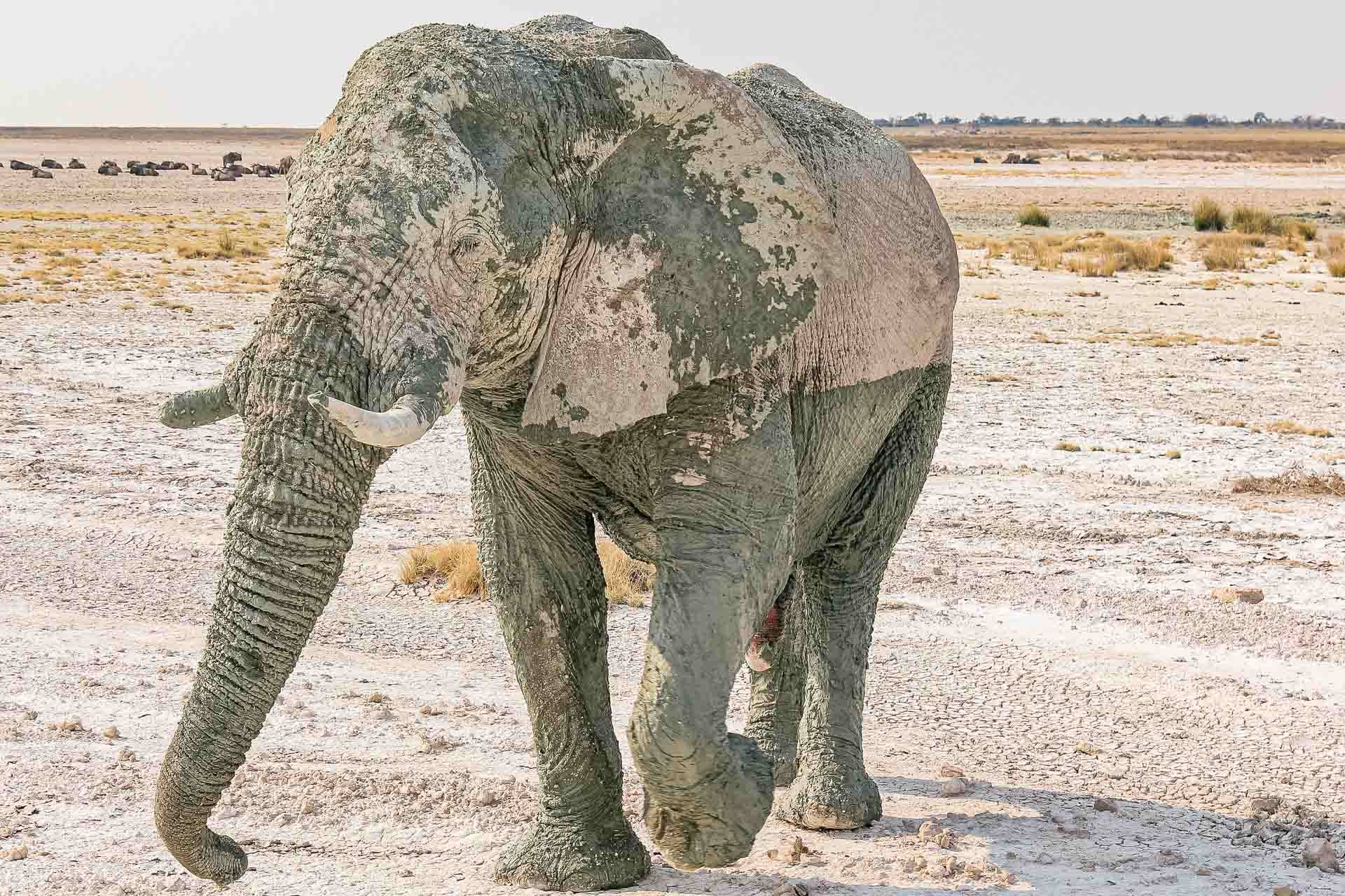 Etosha Oberland Lodge en Etosha Parque Nacional 