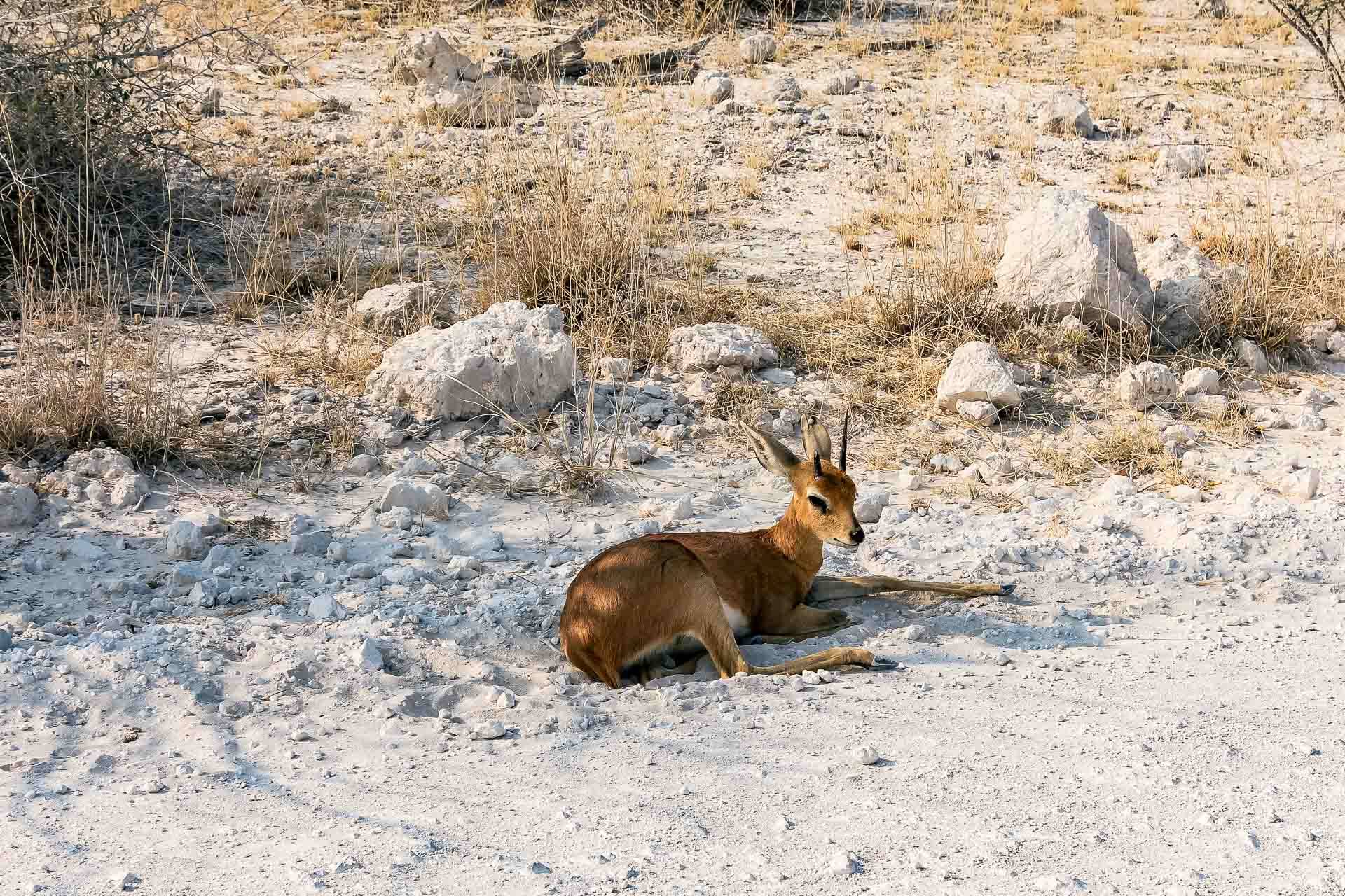 Etosha Oberland Lodge en Etosha Parque Nacional 